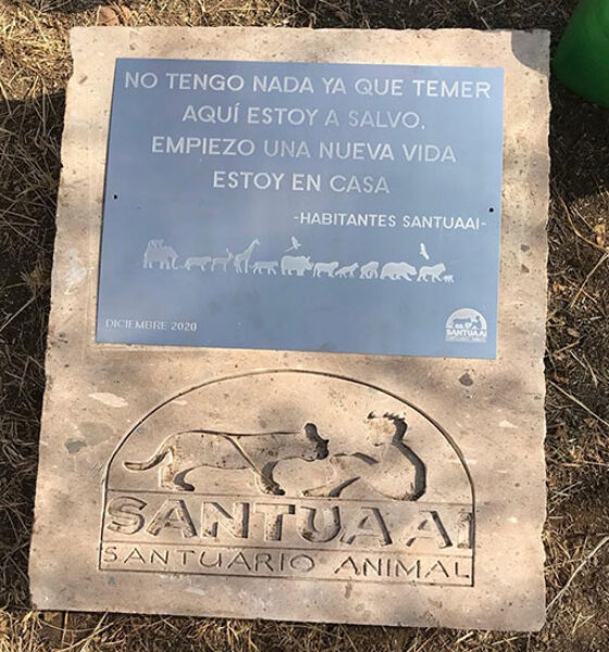 primera piedra
